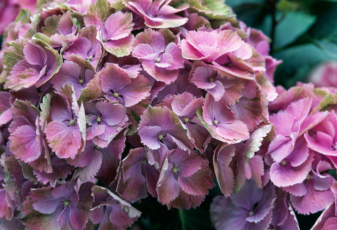 Hydrangea macrophylla