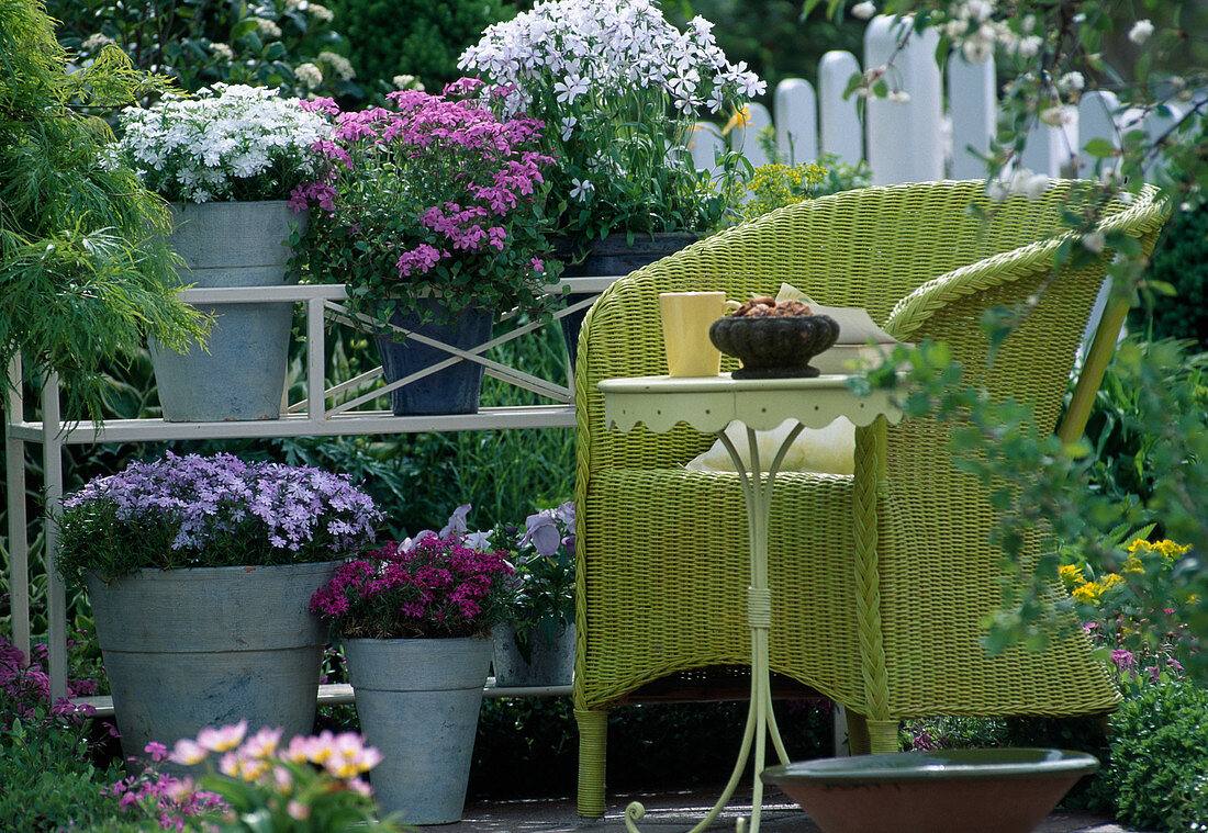 Phlox subulata (Cushion Phlox), Phlox stolonifera 'Homefire'