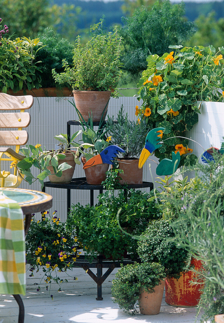 Tropaeolum, Dill, Origanum, Lavandula, Parsley