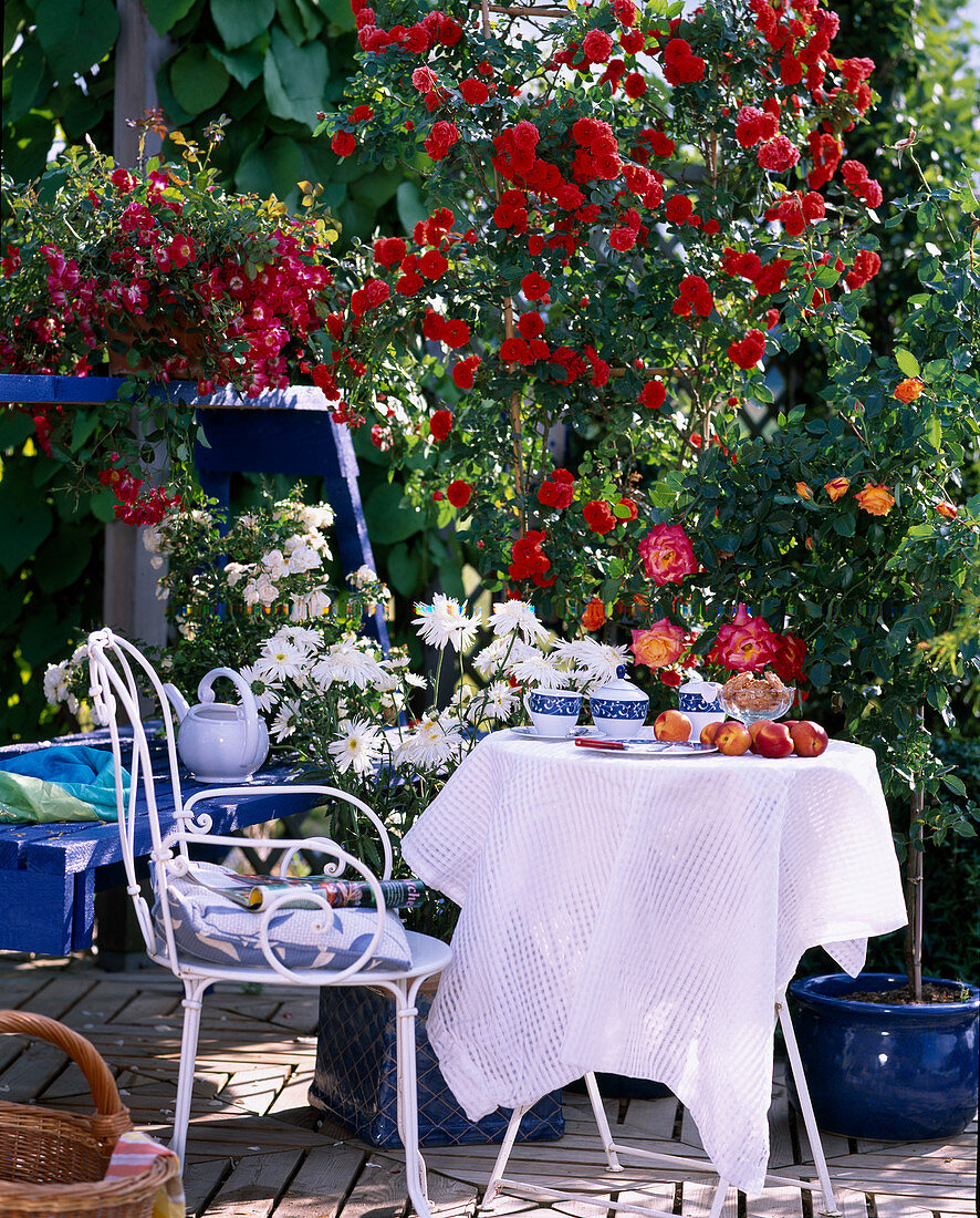 Terrace with climbing rose 'Orange Meillandina'