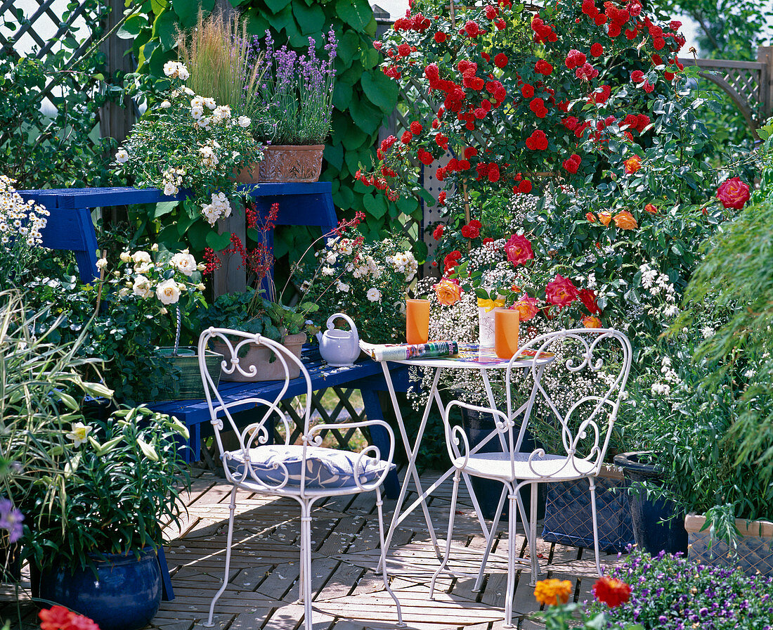 Rose Terrace: 'Orange Meillandina', 'Diamant' (white)