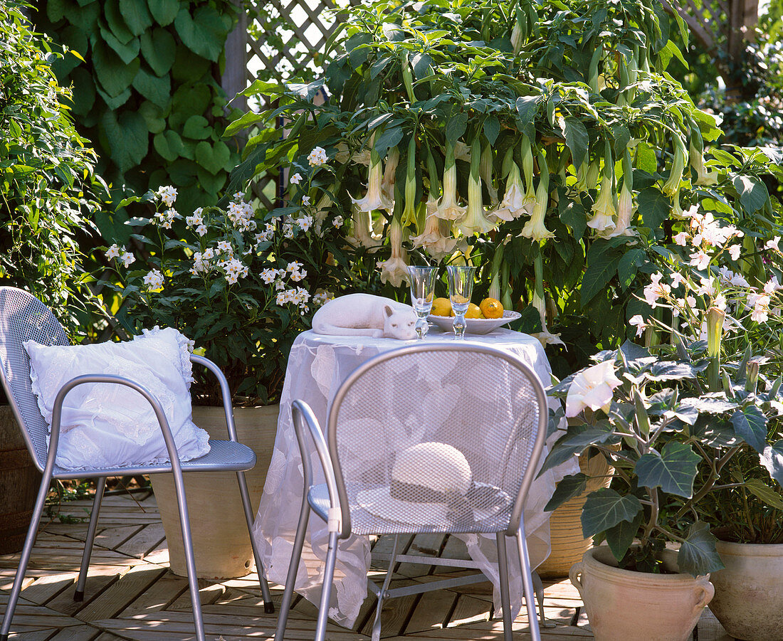 Weiße Duftterrasse: Solanum bonariensis (Nachtschatten)