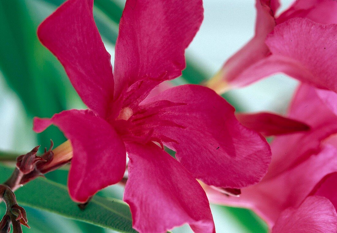 Nerium oleander 'Italia'