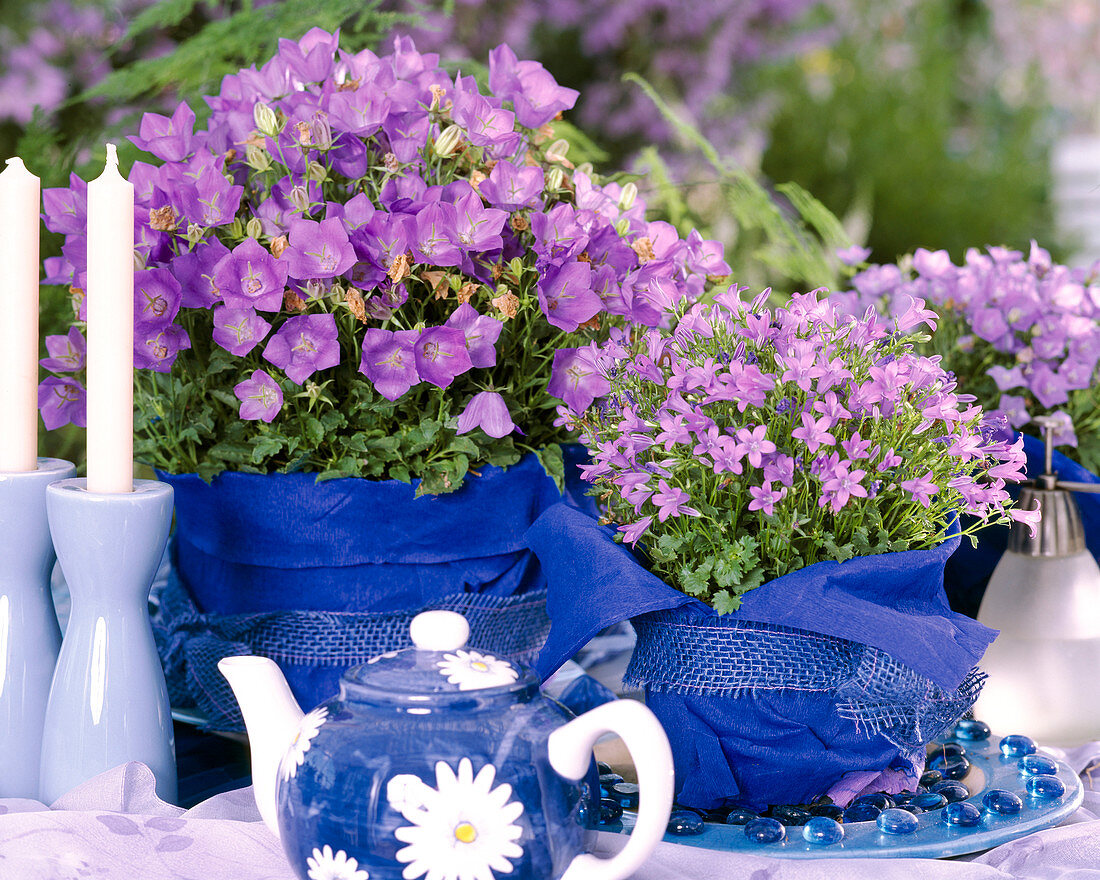 Campanula carpatica 'Blue Clips'