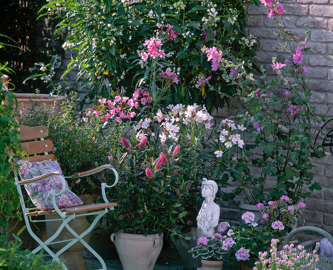 Rosa (weiße Terrasse): Anisodontea capensis