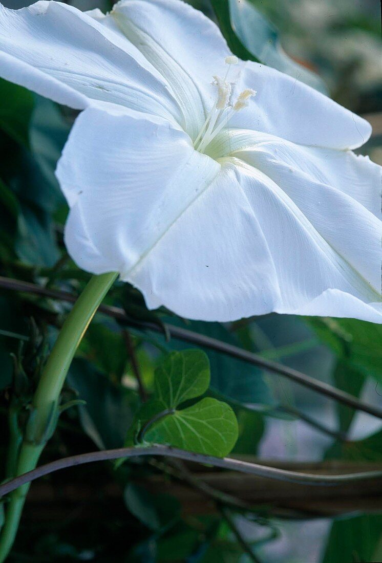 Ipomoea alba