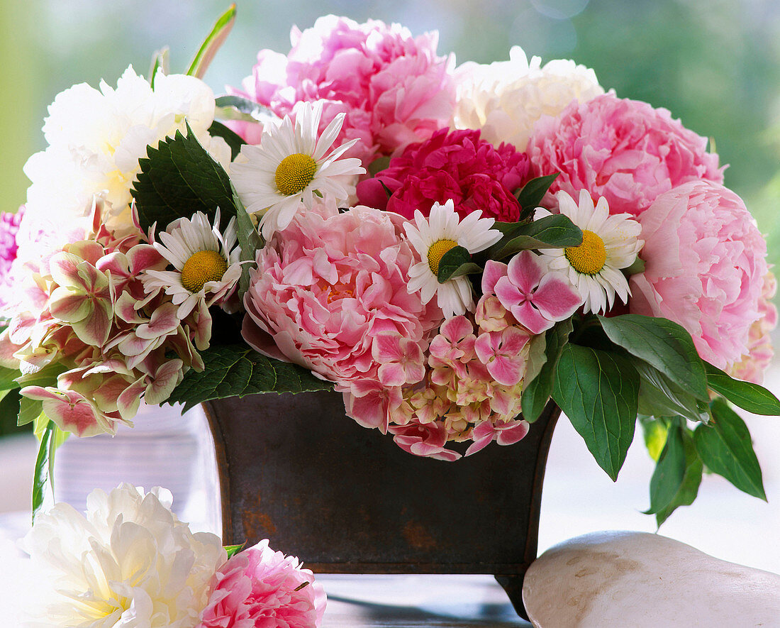 Paeonia officinalis (peony), leucanthemum (marguerite)