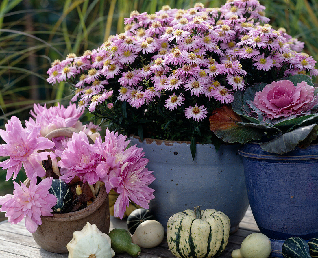 Aster dumosus (Kissenaster), Brassica oleracea (Zierkohl)