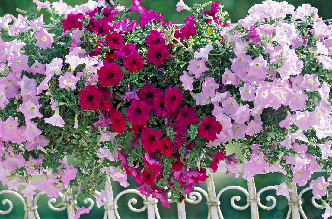 Petunia Sylvana 'Purpur', 'Softrosa'