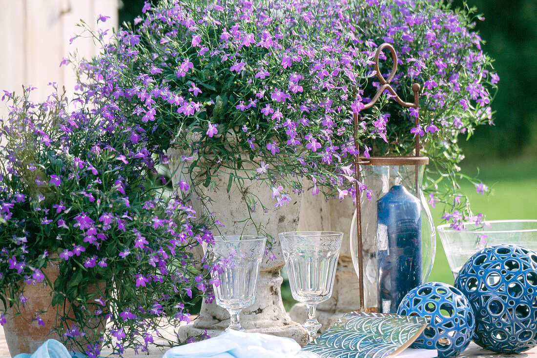 Lobelia erinus (Männertreu) 'Blue Star'