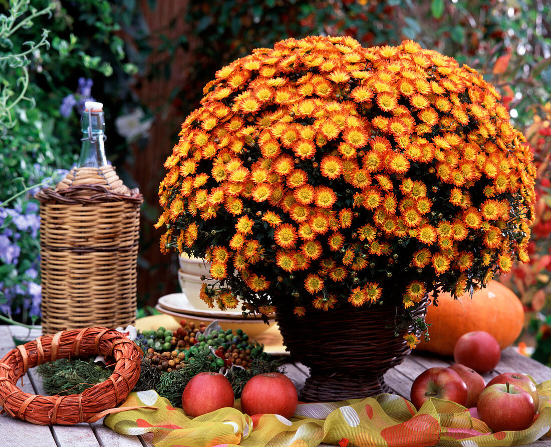 Chrysanthemum indicum (Herbstchrysantheme)