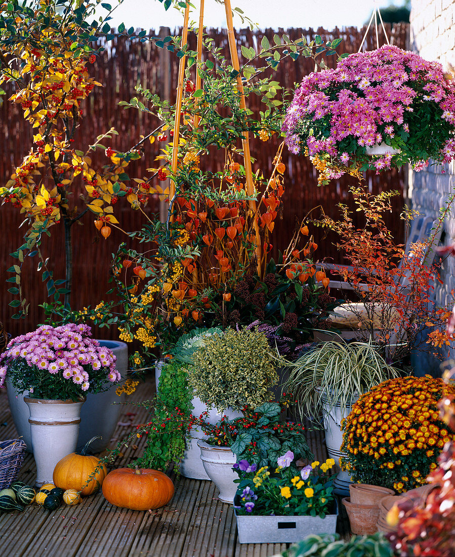 Chrysanthemum, Cotoneaster (Zwergmispel), Physalis (Lampionblume), Pyracantha (F