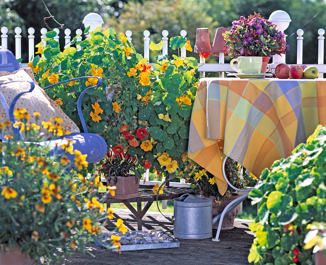 Balkon mit Tropaeolum majus, Peperoni, Tagetes