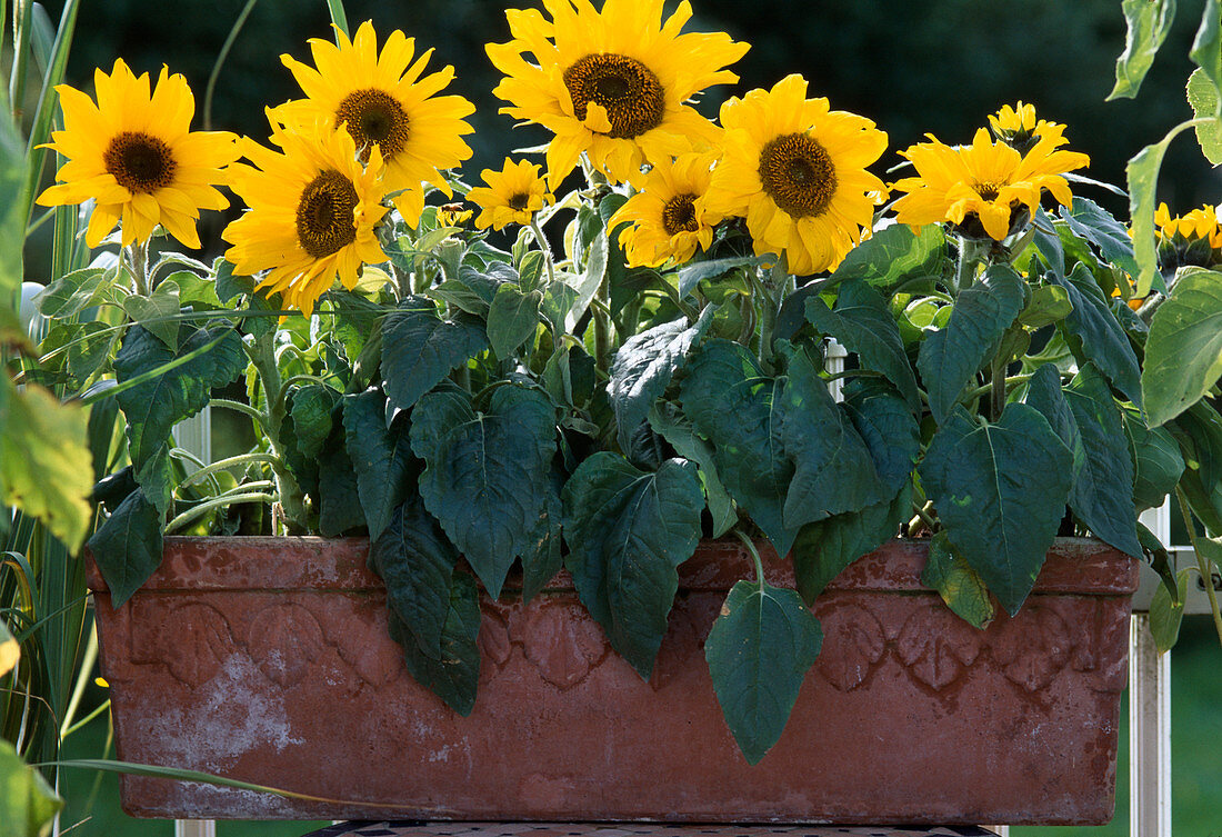 Helianthus annuus (Sonnenblumen)