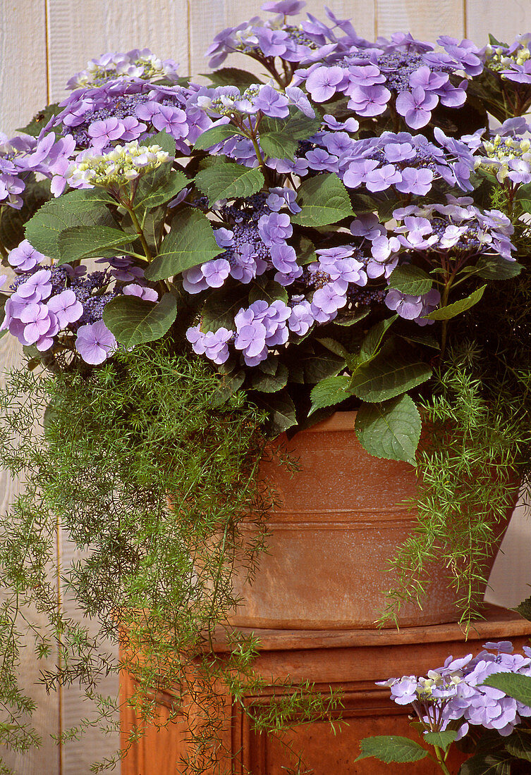 Hydrangea macrophylla