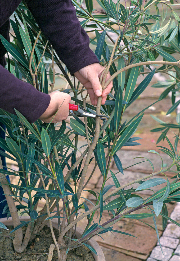 Pruning back oleander