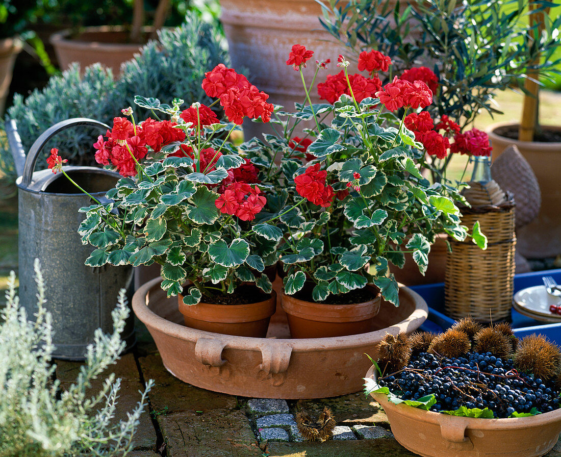 Clay dish with Pelargonium zonal hybrid