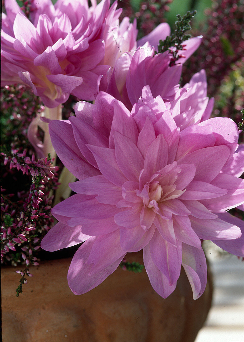 Colchicum hybr. 'Waterlily' (Autumn crocus)