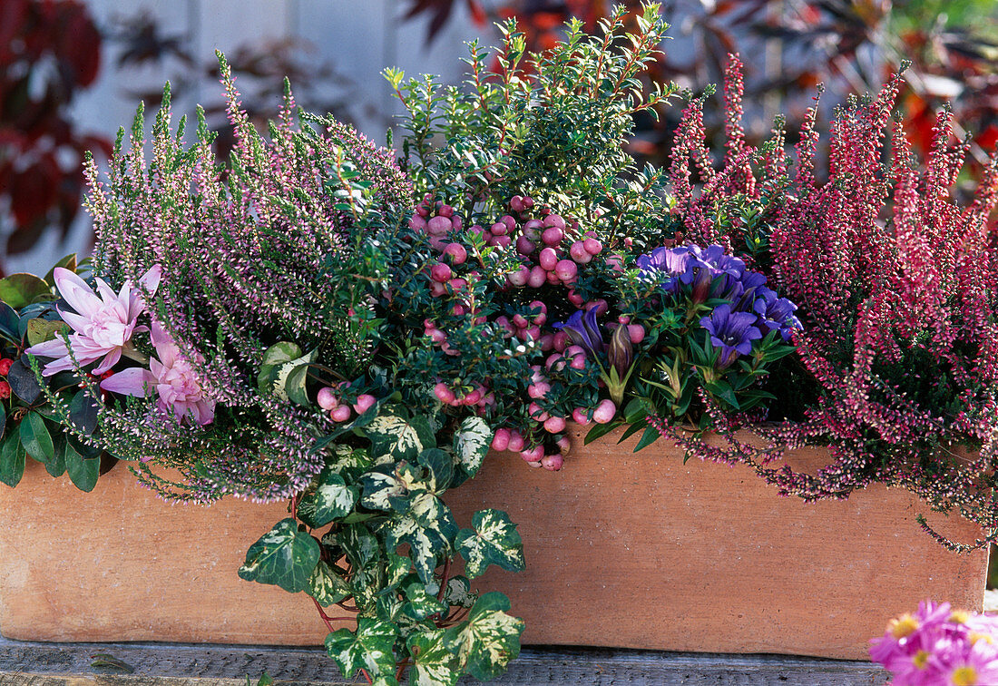 Calluna vulgaris 'Aphrodite', Hedera (ivy), Pernettya (peat myrtle)