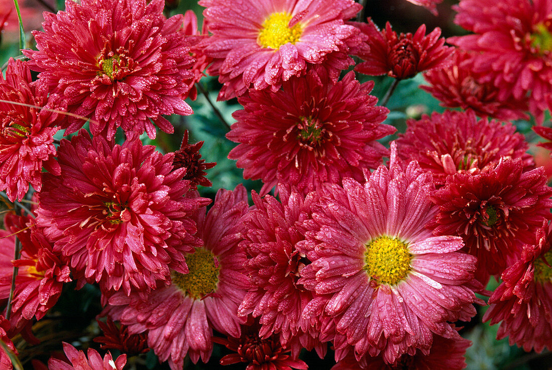 Dendranthema Garden Mums Dream Star 'Wuhai', Herbstchrysantheme