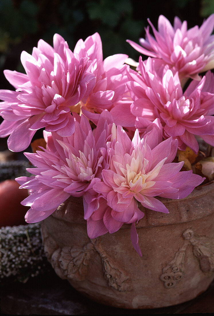 Colchicum hybr 'Waterlily' (Meadow saffron)