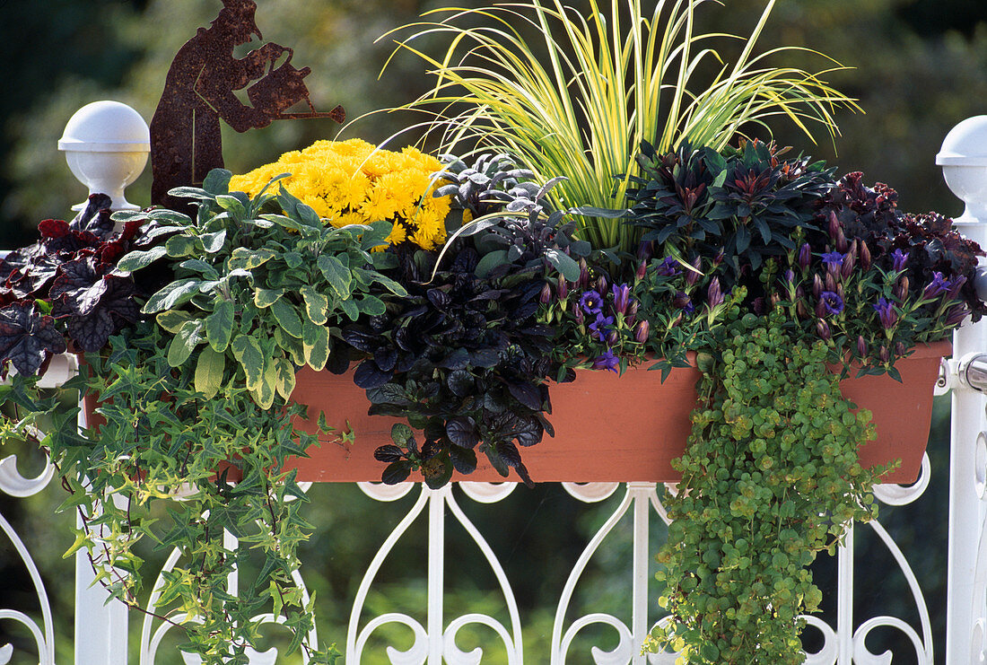 Heuchera 'Purple Peticoats', Lysimachia 'Goldilocks', Salvia, Hedera 'Goldstern'.