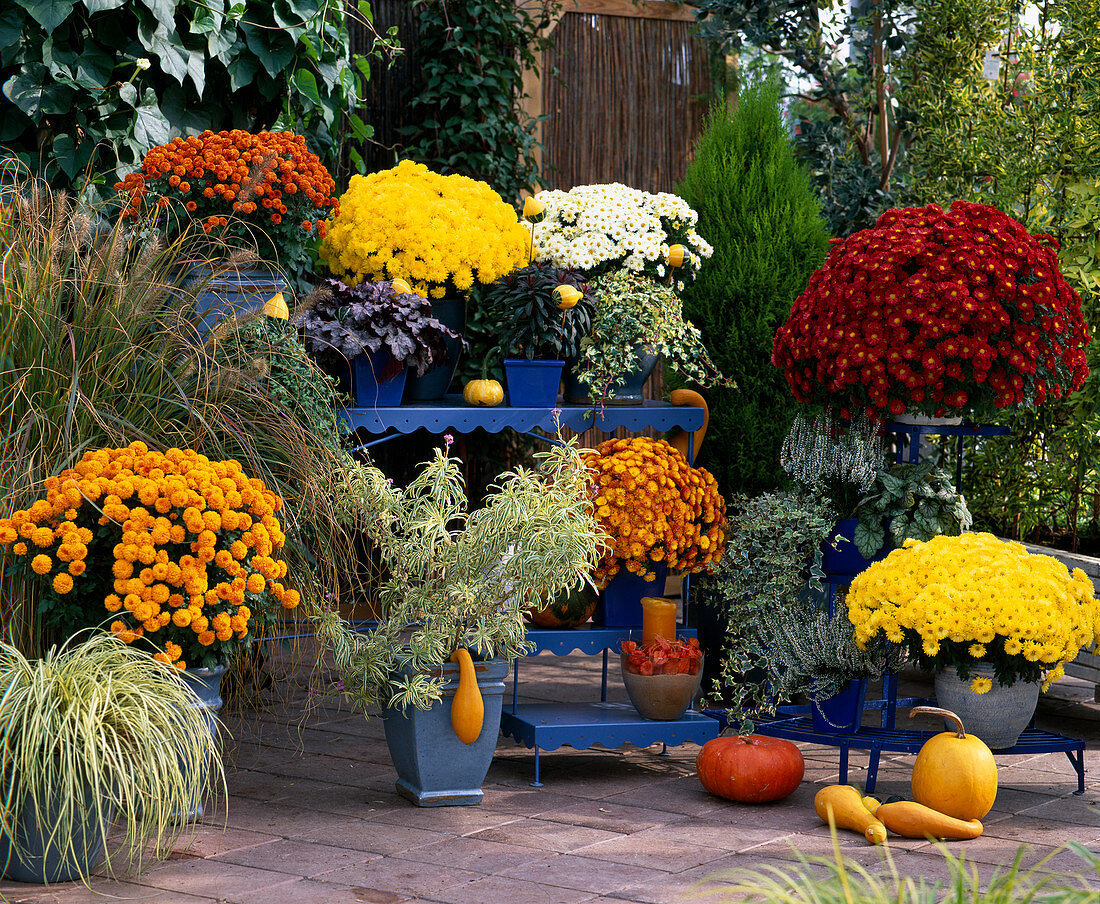 Dendranthema Garden-Mums Dream-Star 'Kalliope', 'Urania', 'Vulkan', 'Dalian'