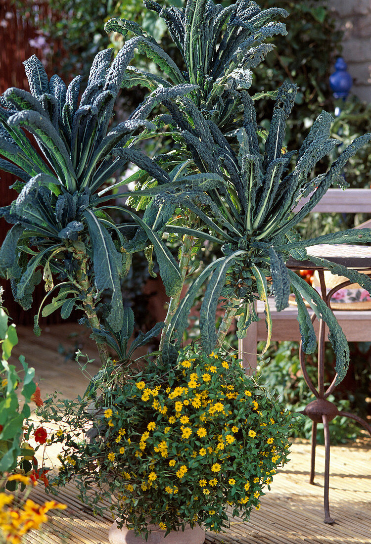 Brassica (Palm cabbage) 'Nero di Toscana'