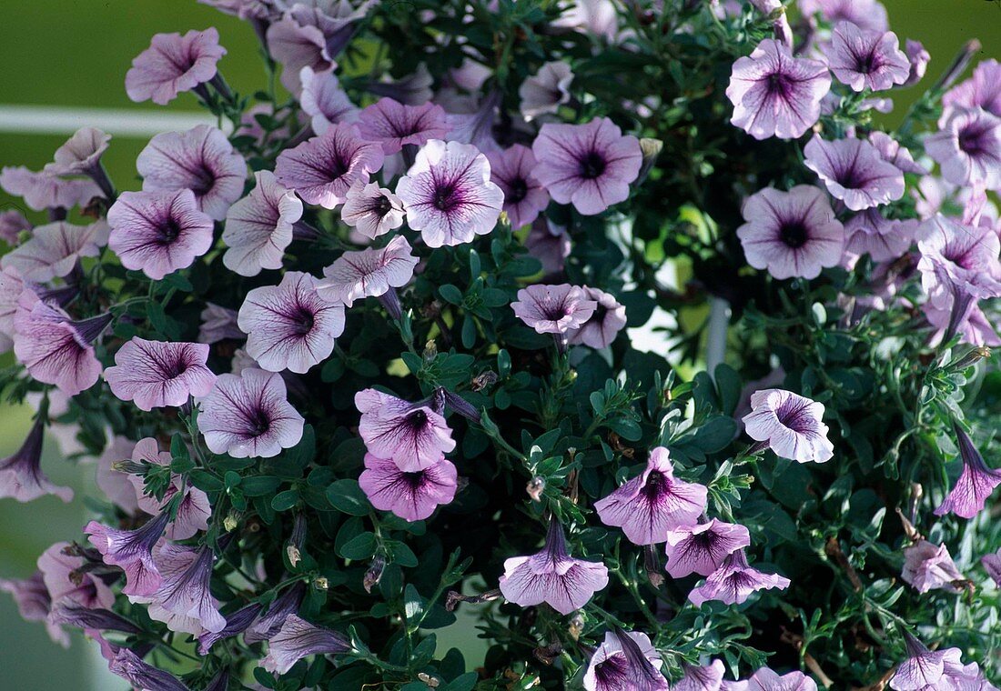 Petunia - Surfinia 'Blue Vein'