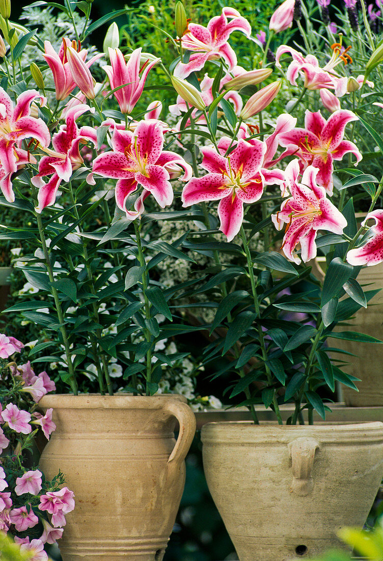 Lilium- Hybr. 'Stargazer'