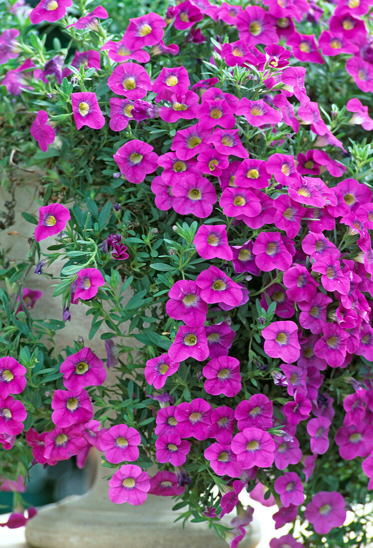 Petunia - Celebration 'Pink'