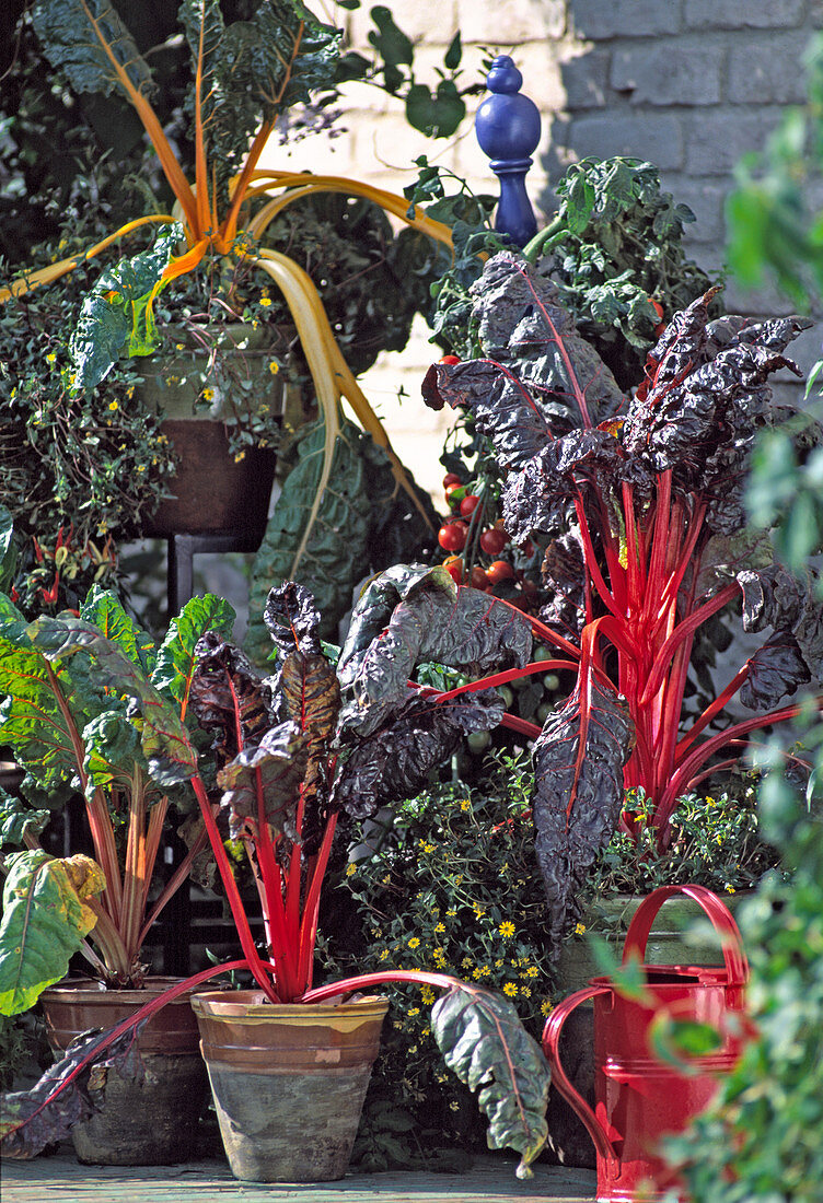 Diverse Mangold 'Rhubard Chard', 'Bright Lights'