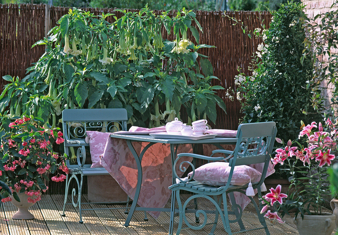 Sitzgruppe mit Datura, Lilium 'Stargazer'