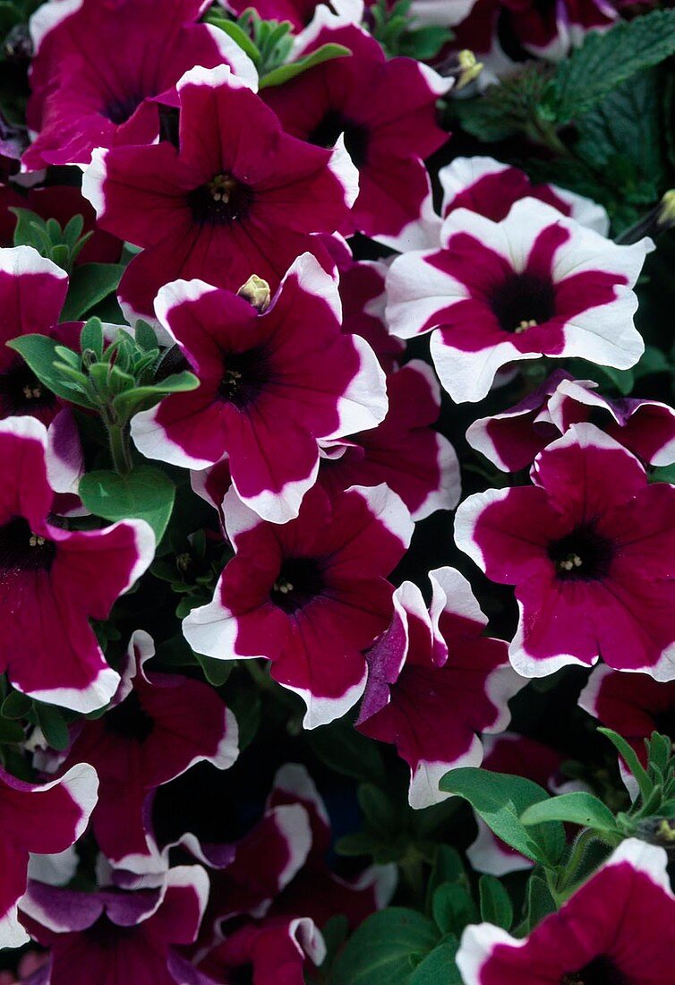 Petunia - Surfinia 'Hula Hoop Blue'