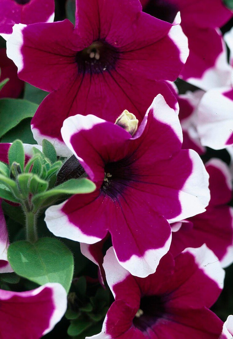 Petunia - Surfinia 'Hula Hoop Blue'