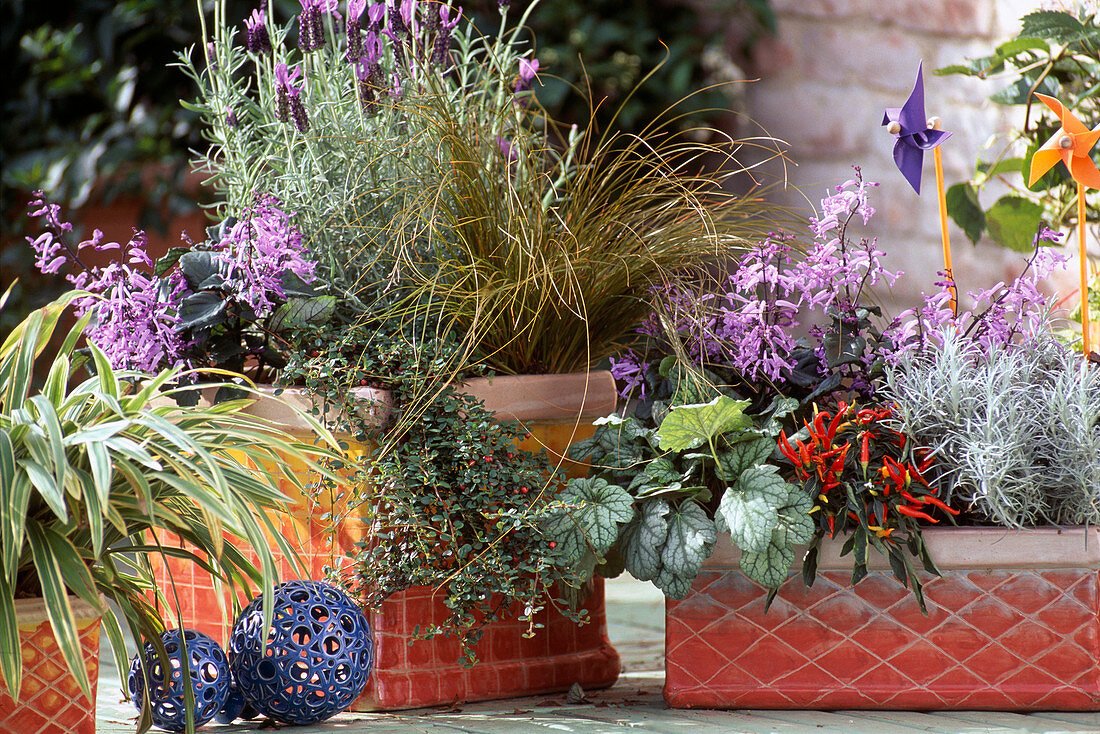 Helichrysum italicum, Zierpaprika, Plectranthus, Cotoneaster