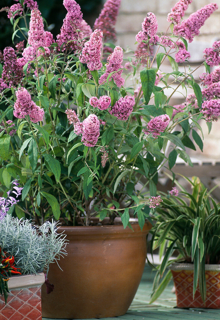 Buddleia davidii