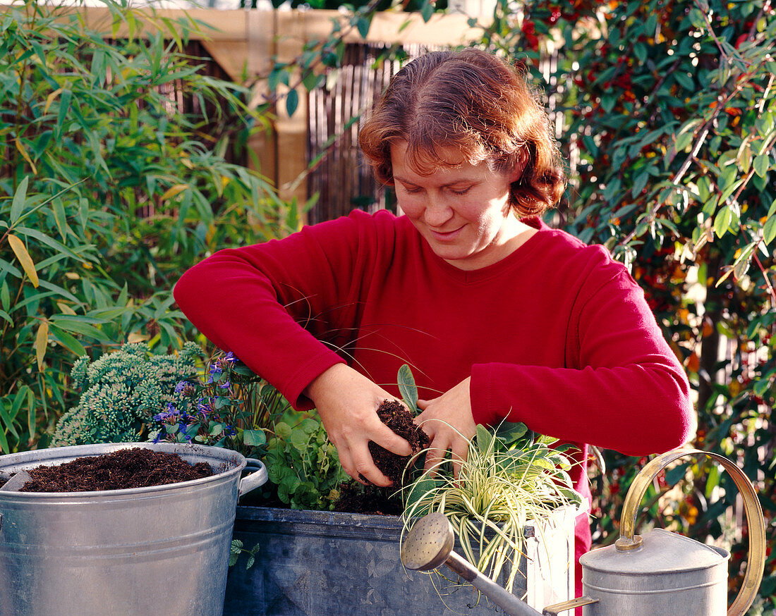 Planting a box with autumn magic perennials 3