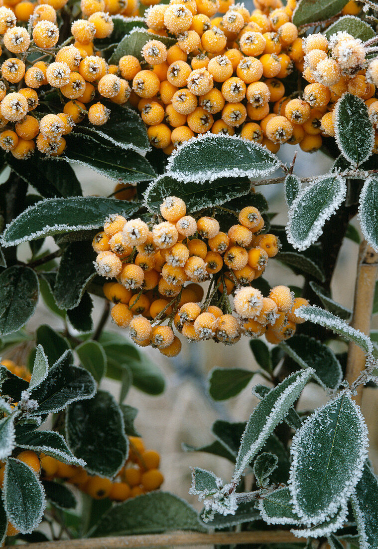Pyracantha 'Soleil d'Or' in hoar frost'