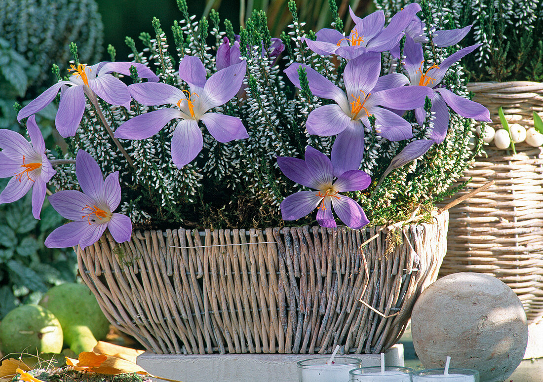 Crocus speciosus 'Conqueror' (autumn crocus), Calluna vulgaris 'Alicia' (budding flower)