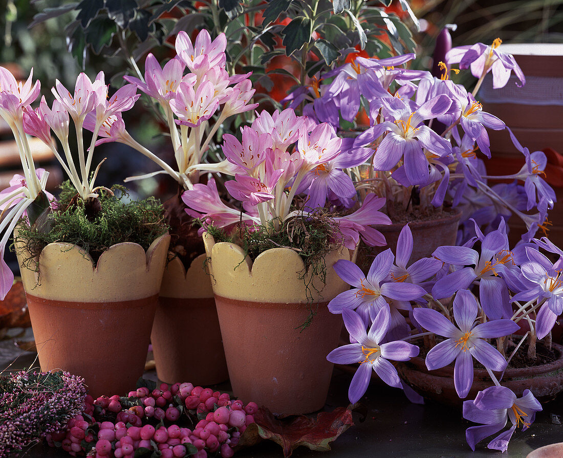 Colchicum 'Autumn Queen', Crocus speciosus 'Conqueror' / Fall Crocus, Ajania