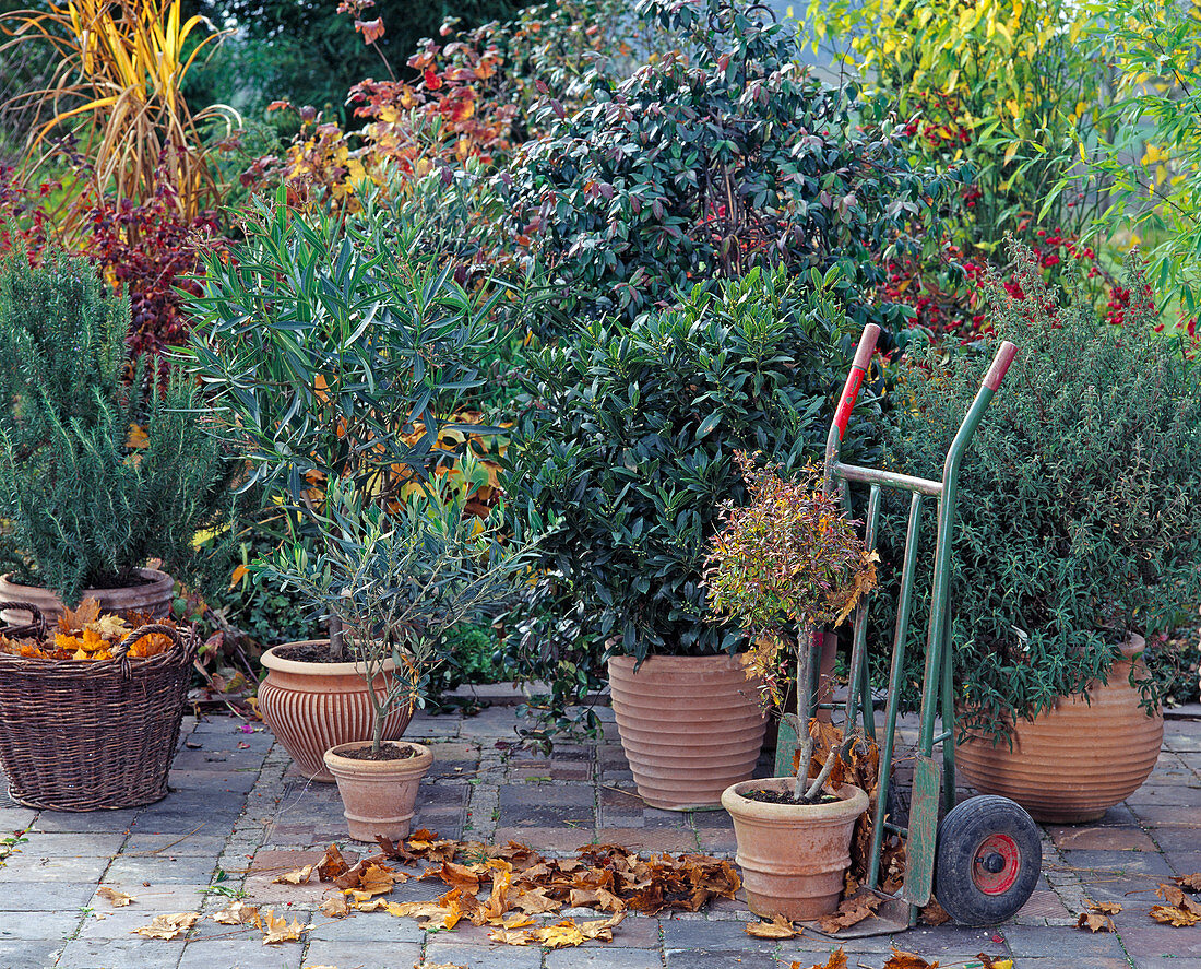 Pot plants that are overwintered in a cool place