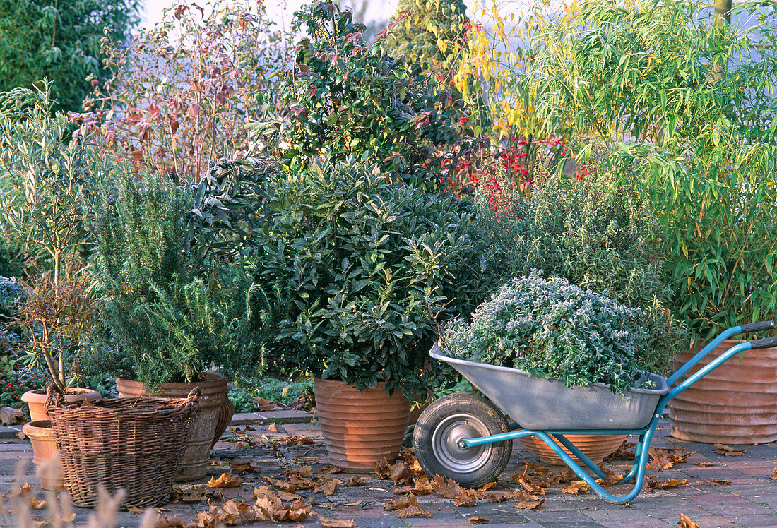 Potted plants that can stay outside down to 5Â° C!