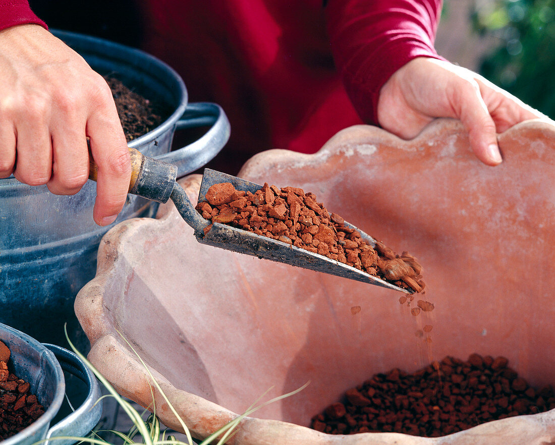 Planting a spring bowl: Step 2