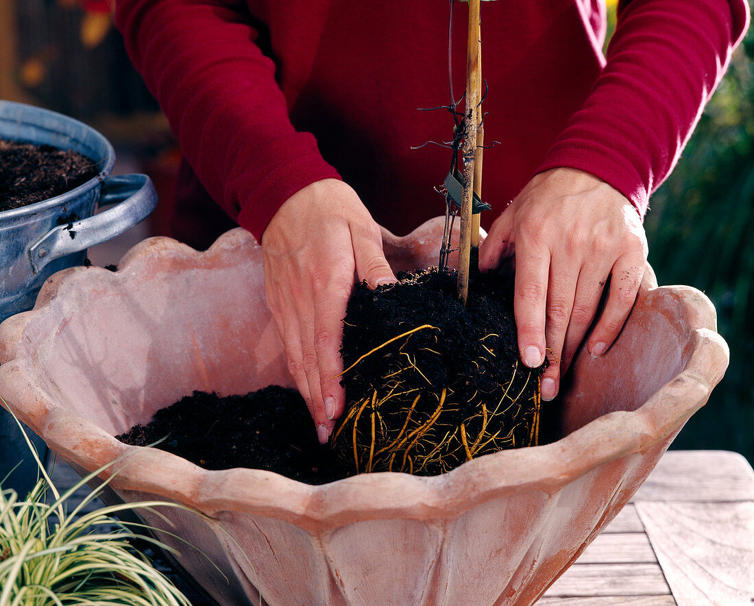 Plant the spring bowl: Step 5: Place clematis on the soil