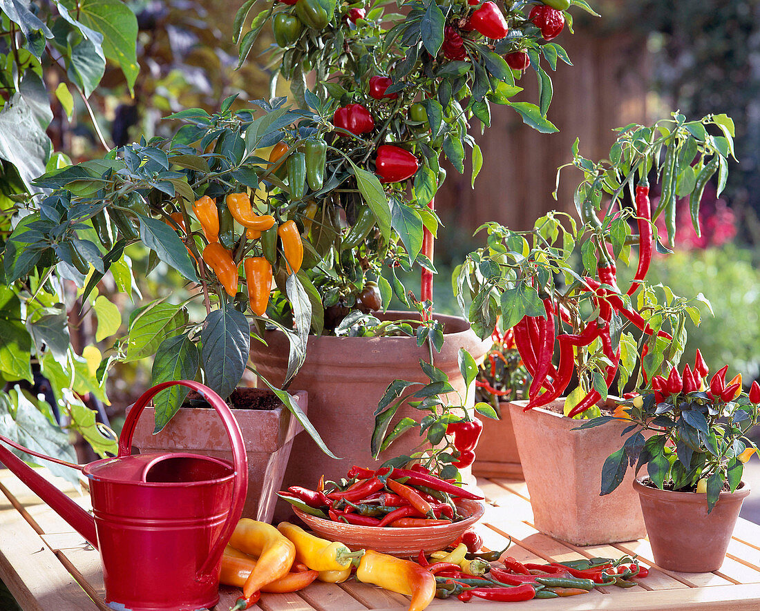 Capsicum annuum