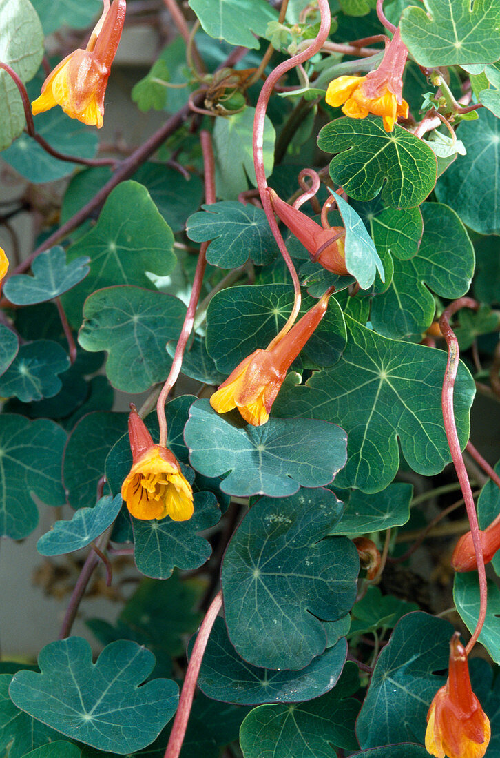 Tropaeolum tuberosum (Kapuzinerkresse, essbare Knolle)