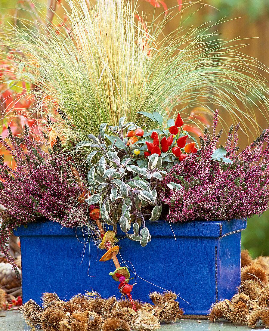 Blue glazed box with Calluna vulgaris 'Marlies', Salvia 'Icterina', Stipa