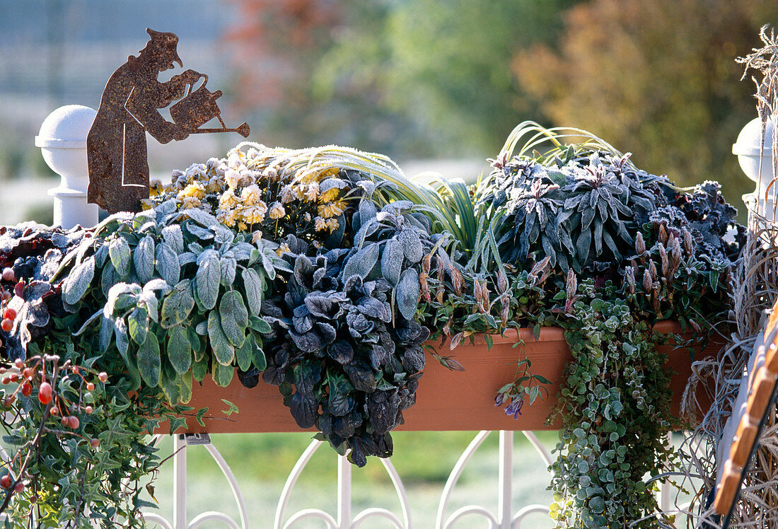 Kasten mit Herbstzauberstauden im Rauhreif