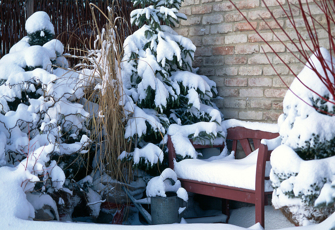 Wintered shrubs on the terrace